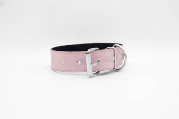 stud leather Dog collar / Shield Stud Dog Collar