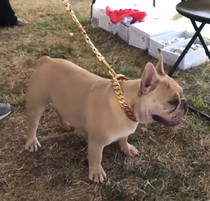 Bulldog Collar