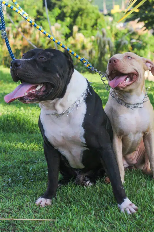 Pitbull on a outlet chain