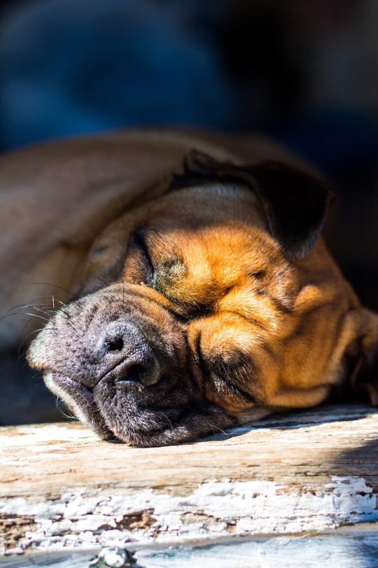 Bullmastiff Dog