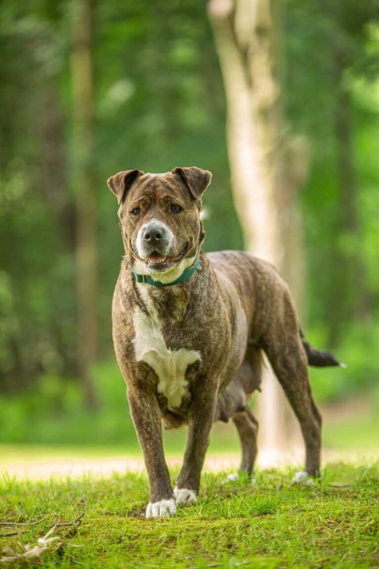 American pit bull terrier