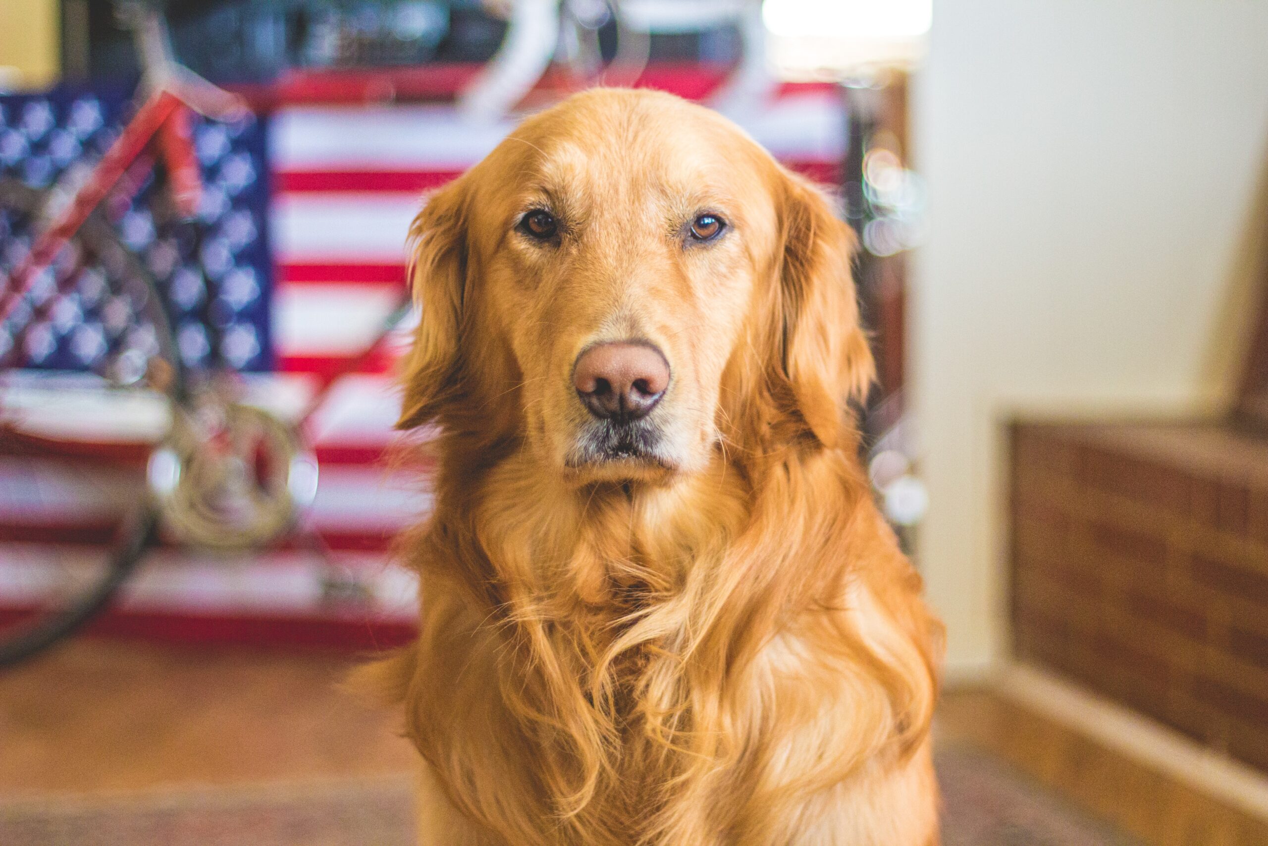 Health of Labrador Retrievers