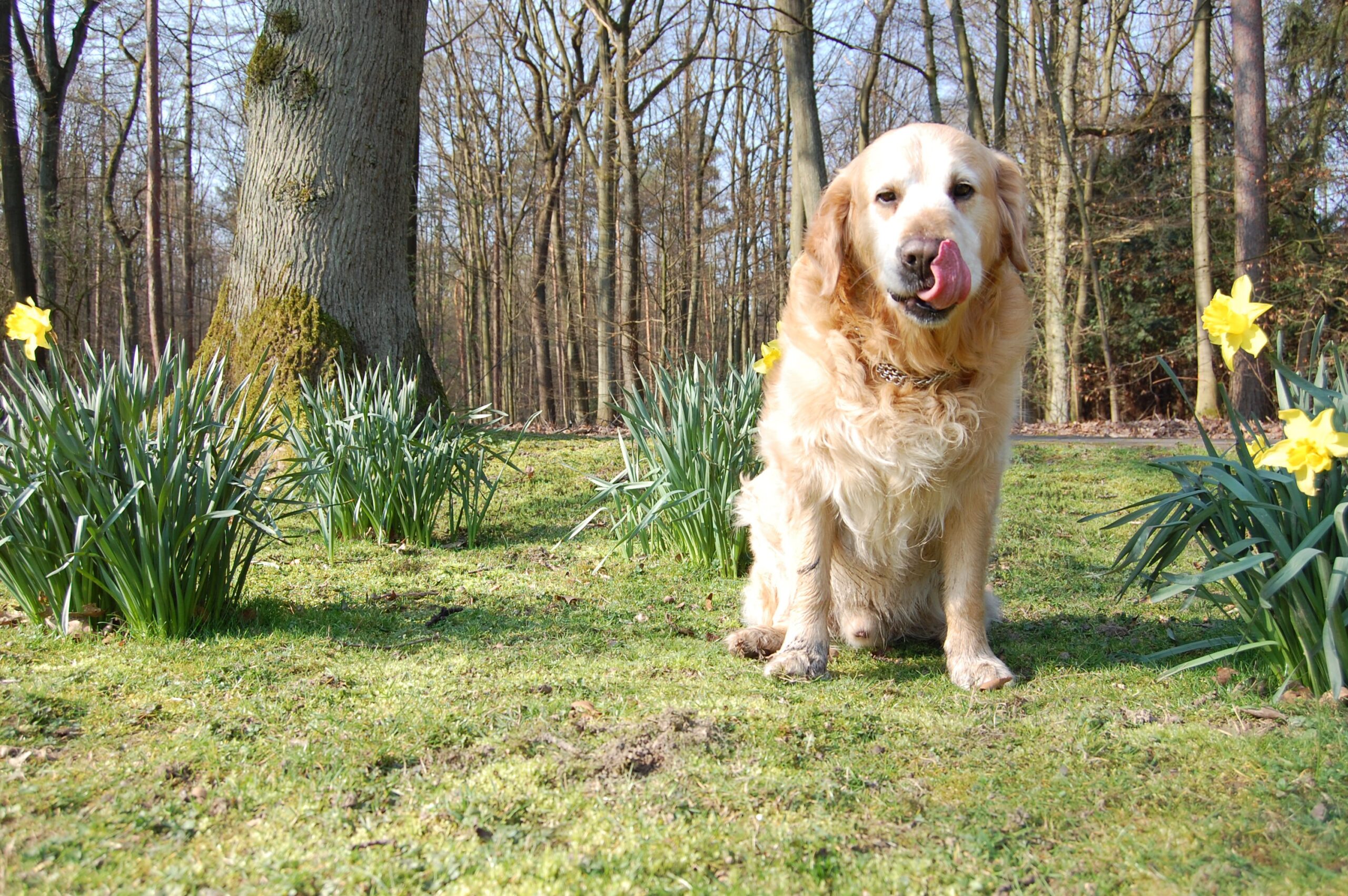 Pneumonia in Dog