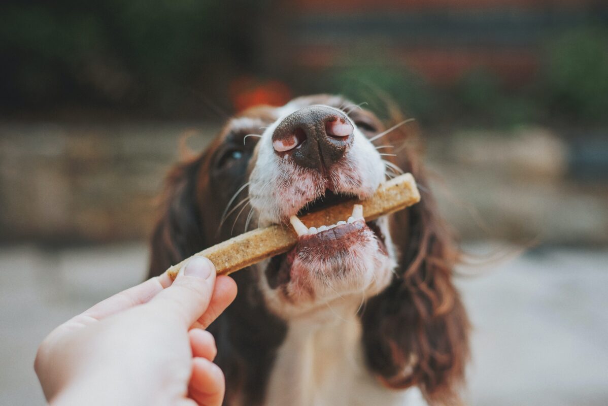 Dog Treats With Peanut Butter