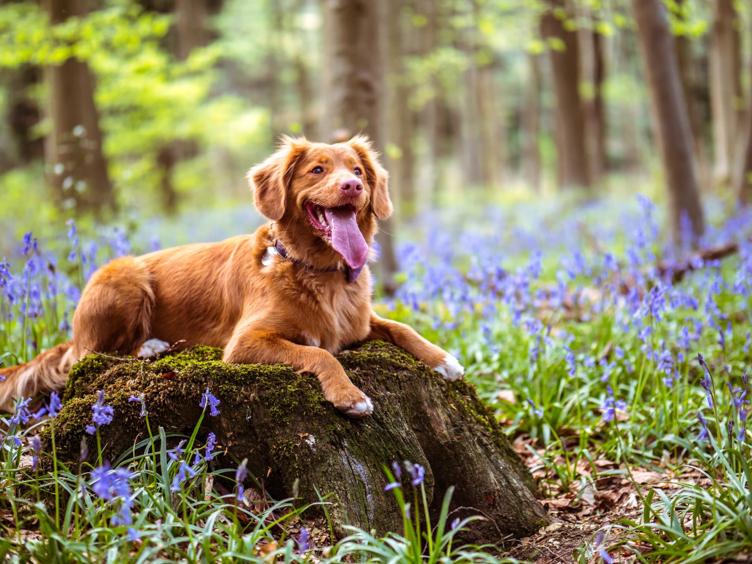 Lifelong Dog Care