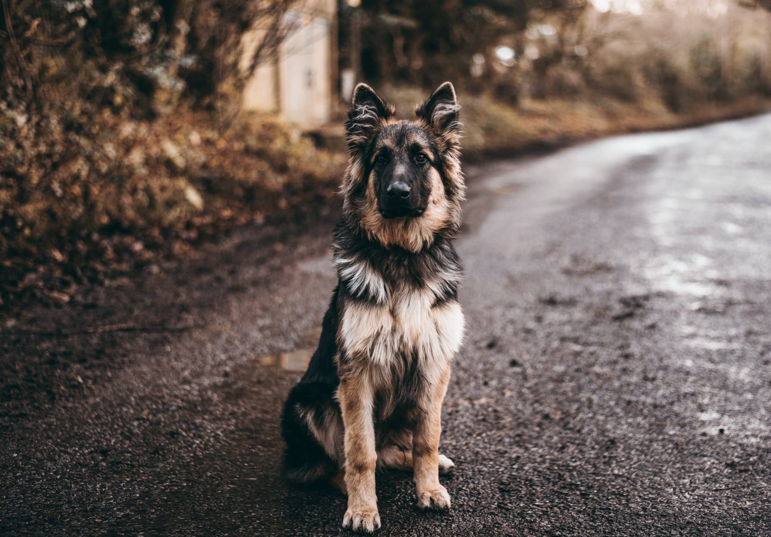 Dog Health Insurance / German Shepherd