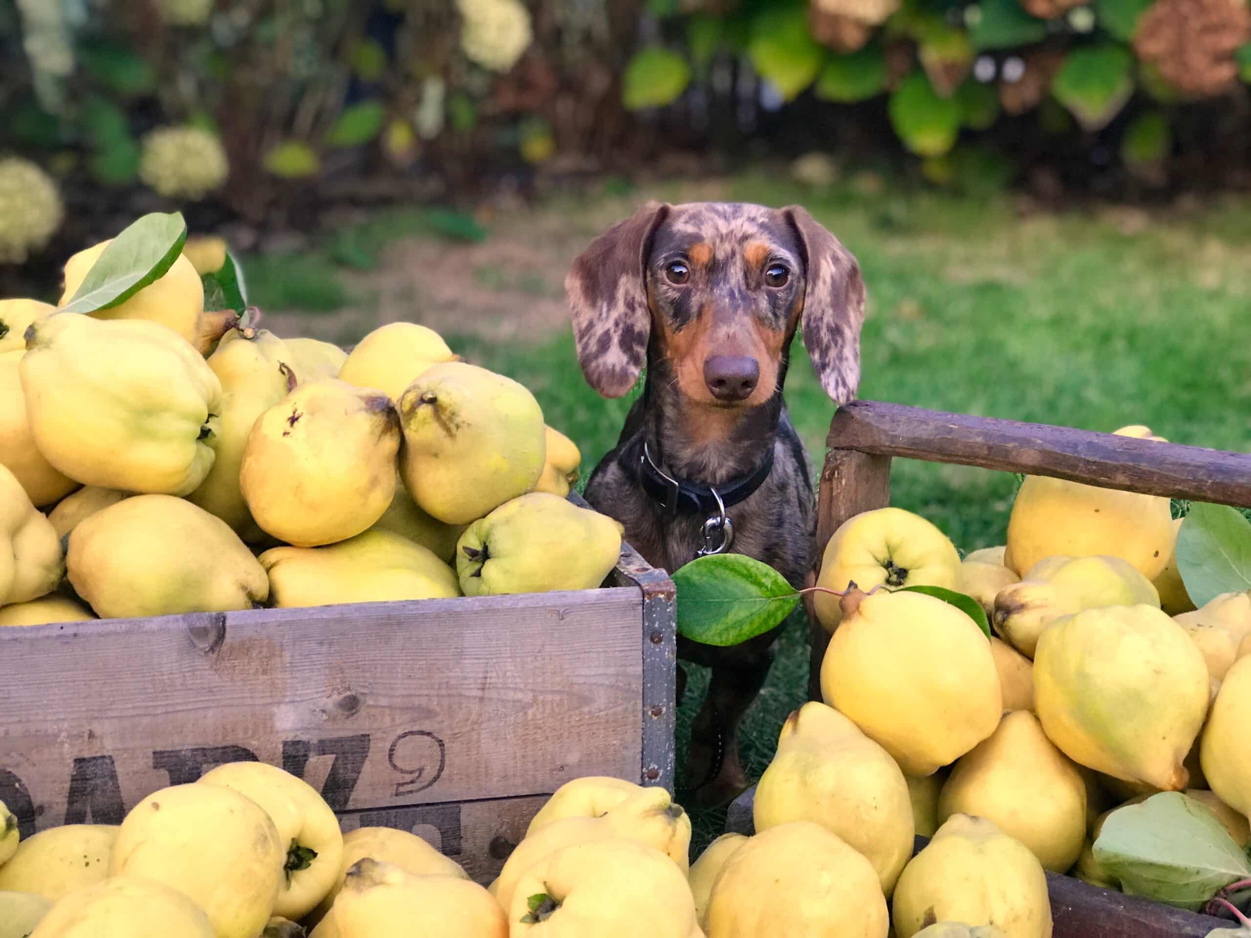 Buying Dog Food for Your Furry Friend in 2024