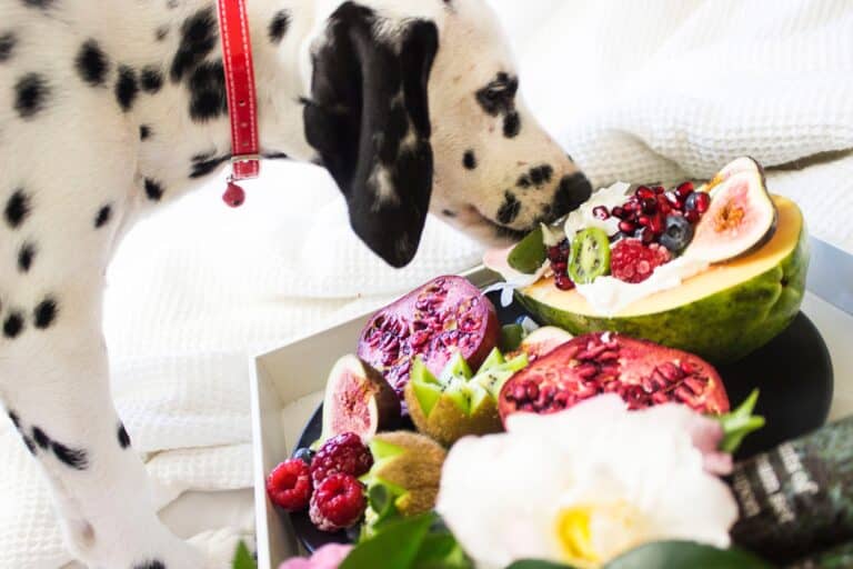 Dog Eating Vegetables/ The Most Common Health Problems of Dogs