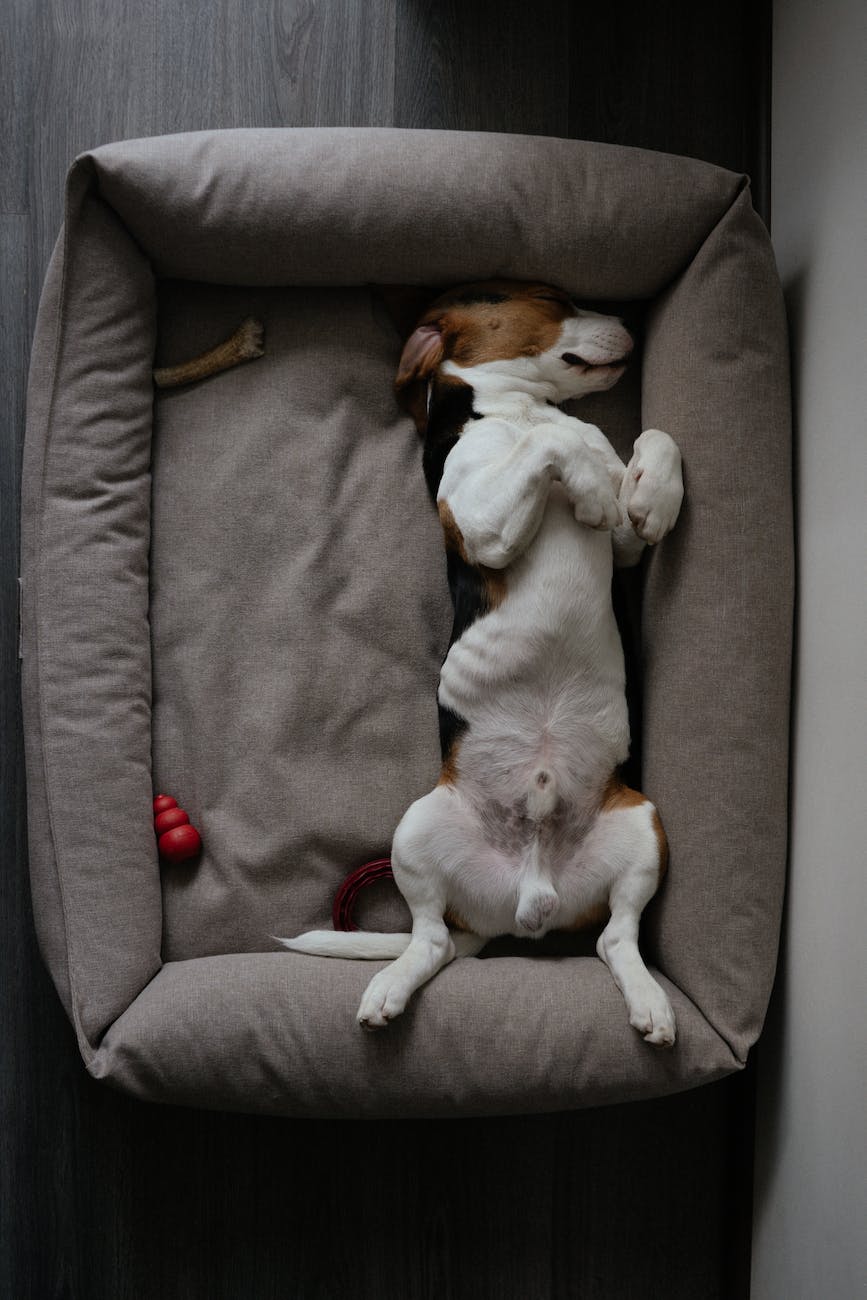 beagle lying on back on dog bed