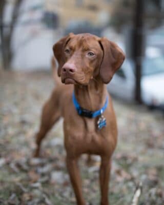 brown short coat dog outdoor