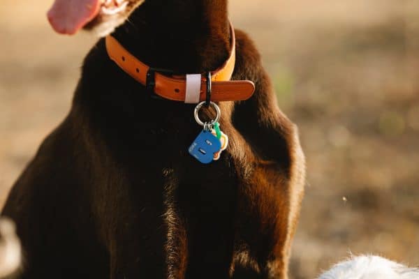 purebred dog in collar with letter in sunlight