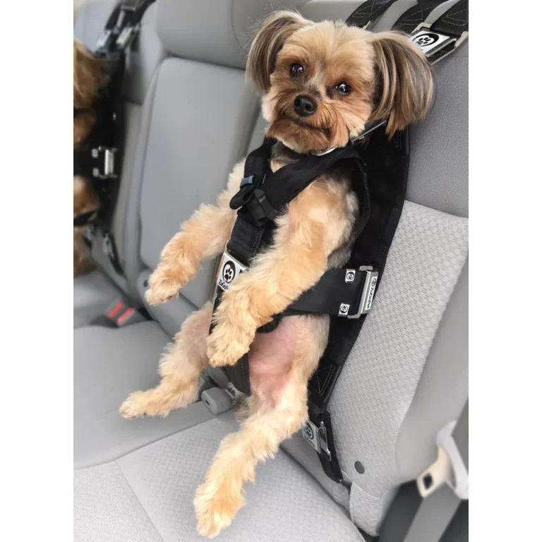 Dog car harness