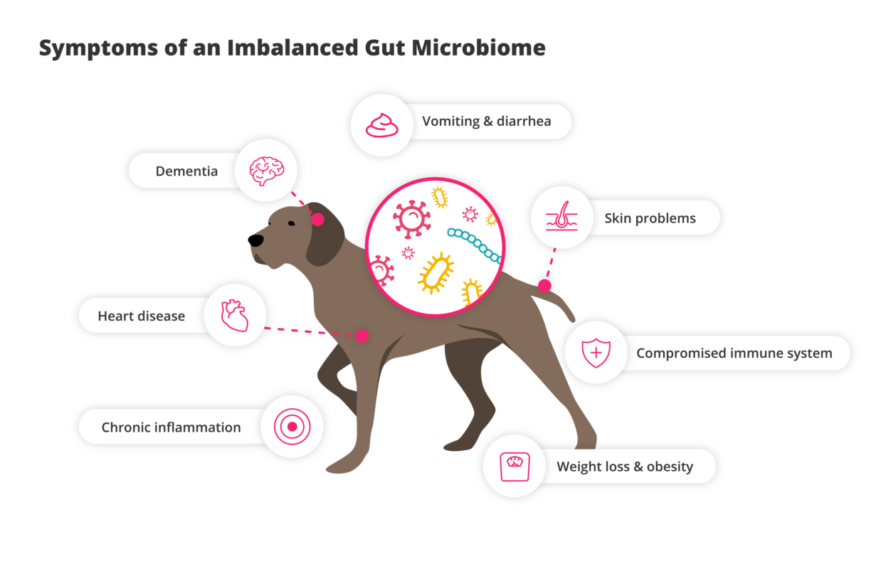 Dog Gut Health 2