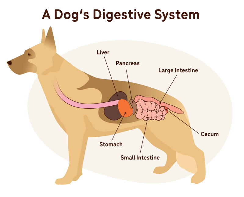 Dog Gut Health