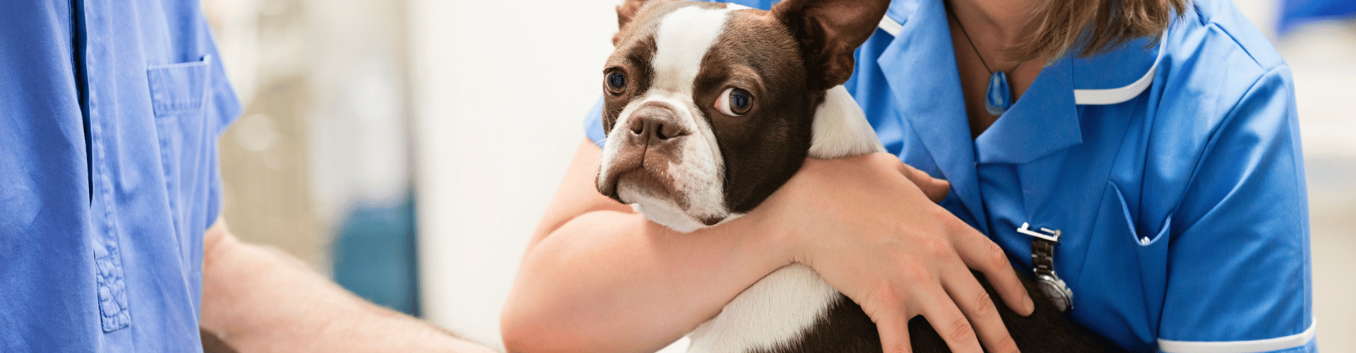 Dog Health in Check: 2024 Essential Guide