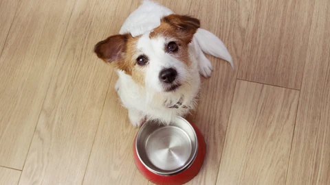 How Long Can Your Dog Safely Go Without Food?