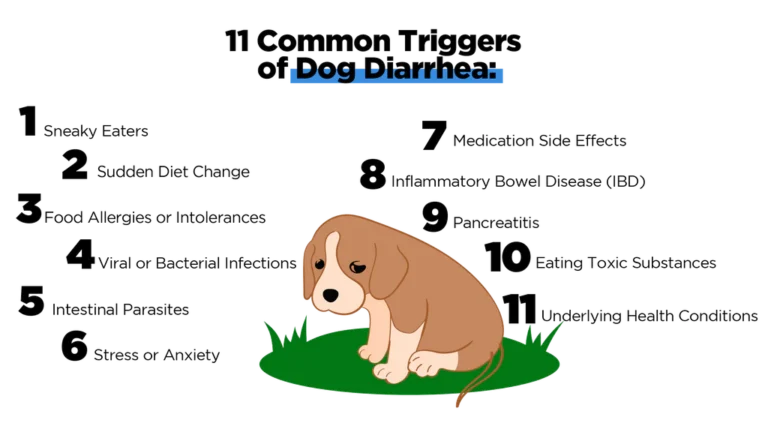 Dogs with Diarrhea