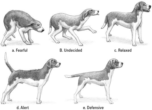 Dog Tail Communication