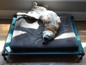 Discover the Best Dog Bed in 2025: Essential Tips for Your Pet's Comfort and Health 2 1df35dcf 4bc9 5661 a19f ad28b901d0a7