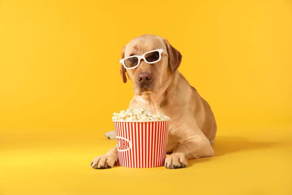 Can Dogs Eat Popcorn