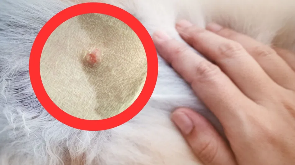 Sebaceous Cysts in Dogs