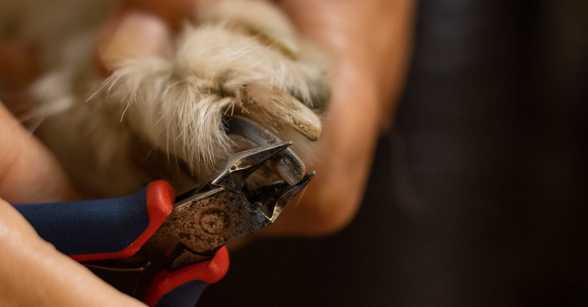 Best Dog Nail Clippers: Top Picks for Safe, Easy Trimming in 2025