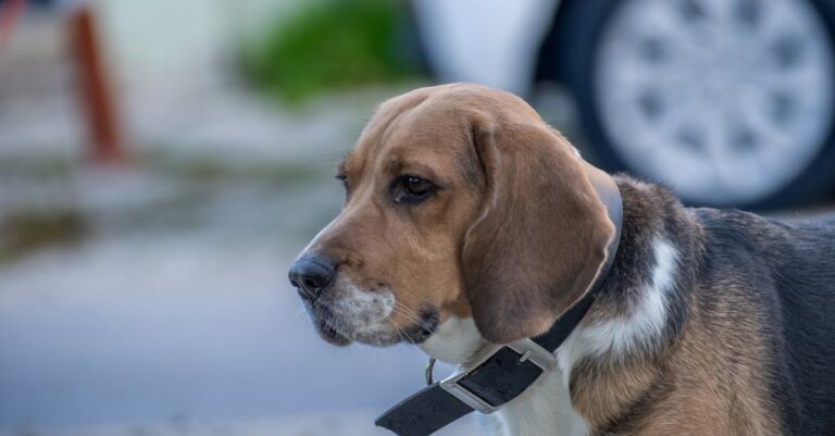 Get The Smell Out: Banish Odors from Your Dog's Fabric Collar (20240Easy Guide)