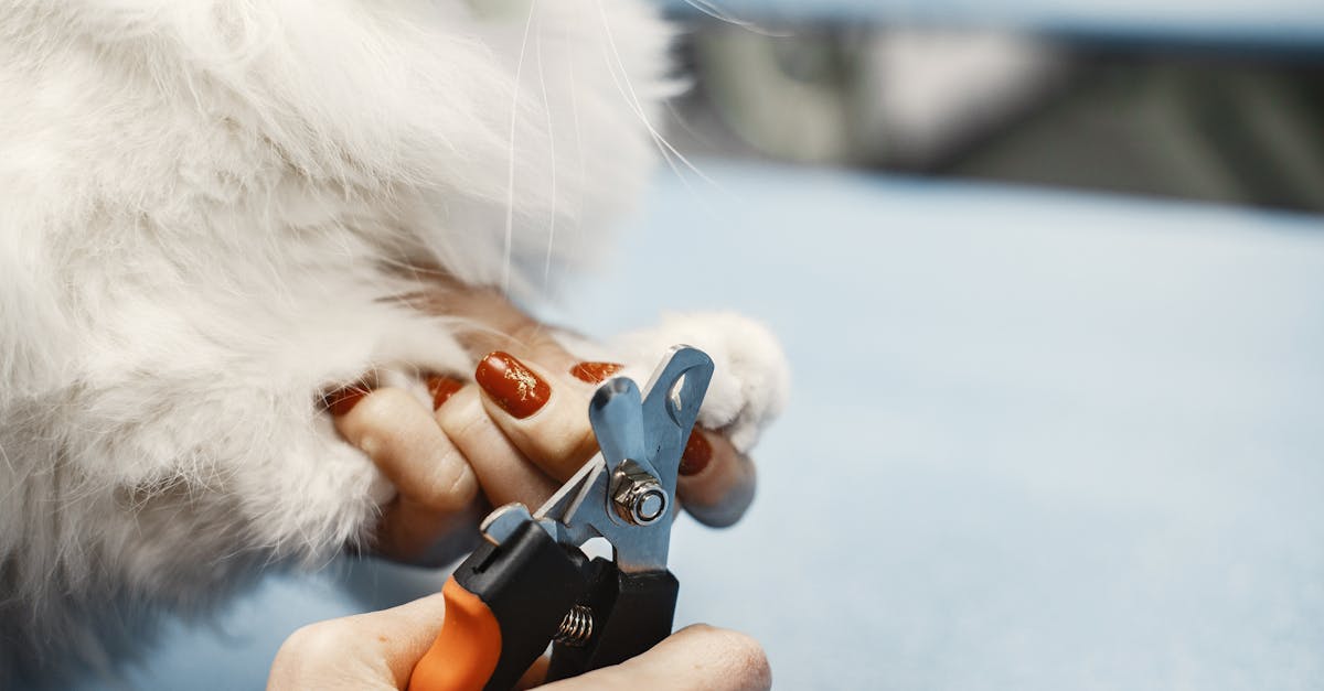 How to Trim Dog Nails Safely: A Complete Guide 2025