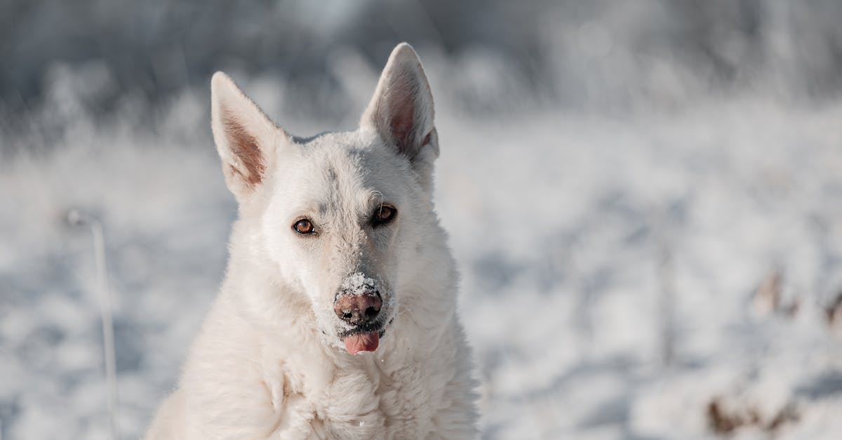 Swiss Shepherd