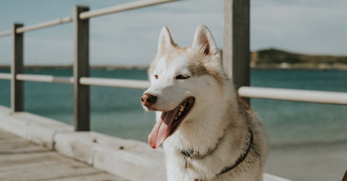 Ultimate Guide to Wolf Dogs: Traits, Care & Ownership