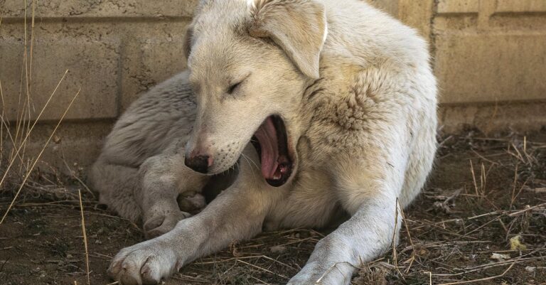 Lethargic Dog