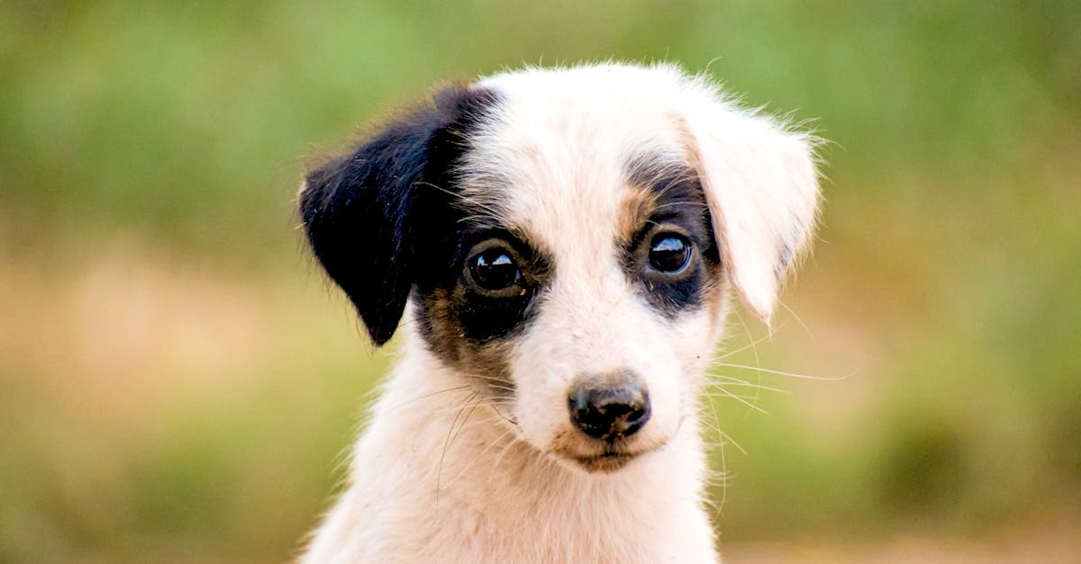 Smallest Dog in the World: Meet the Top 20 Tiny Breeds