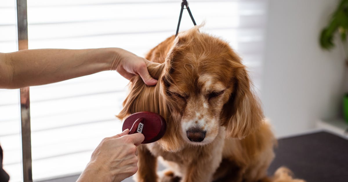 Dog Brushes for Shedding