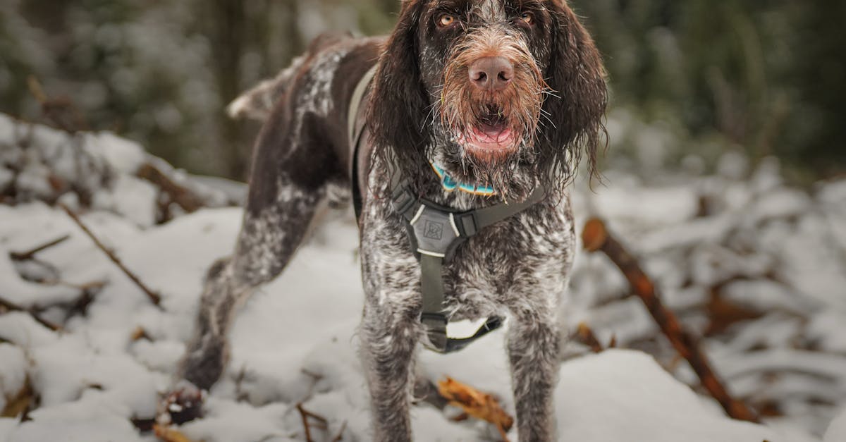 Ruffwear Harness Guide 2025: Top Picks for Outdoor Dogs