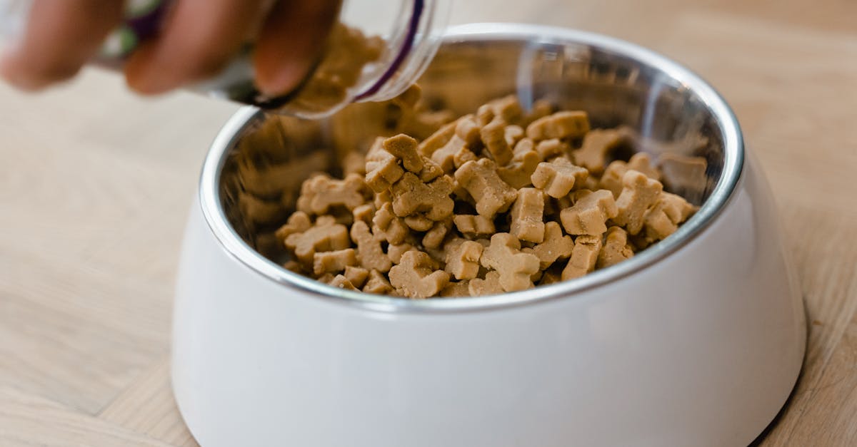 Top Dog Food Container Picks for Freshness & Safety 2025