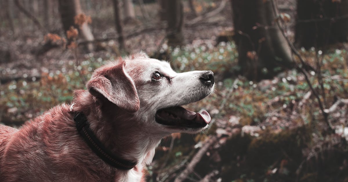 Caring for Your Aging Dog: 2024 Expert Tips for a Happy Senior Pup