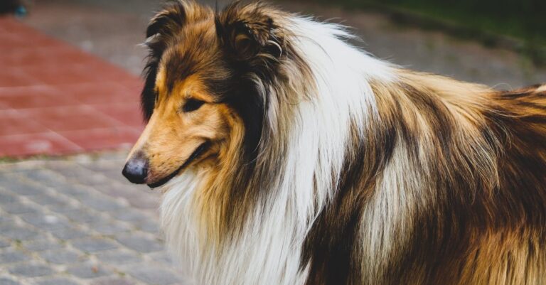 Long-Haired Dog Breeds