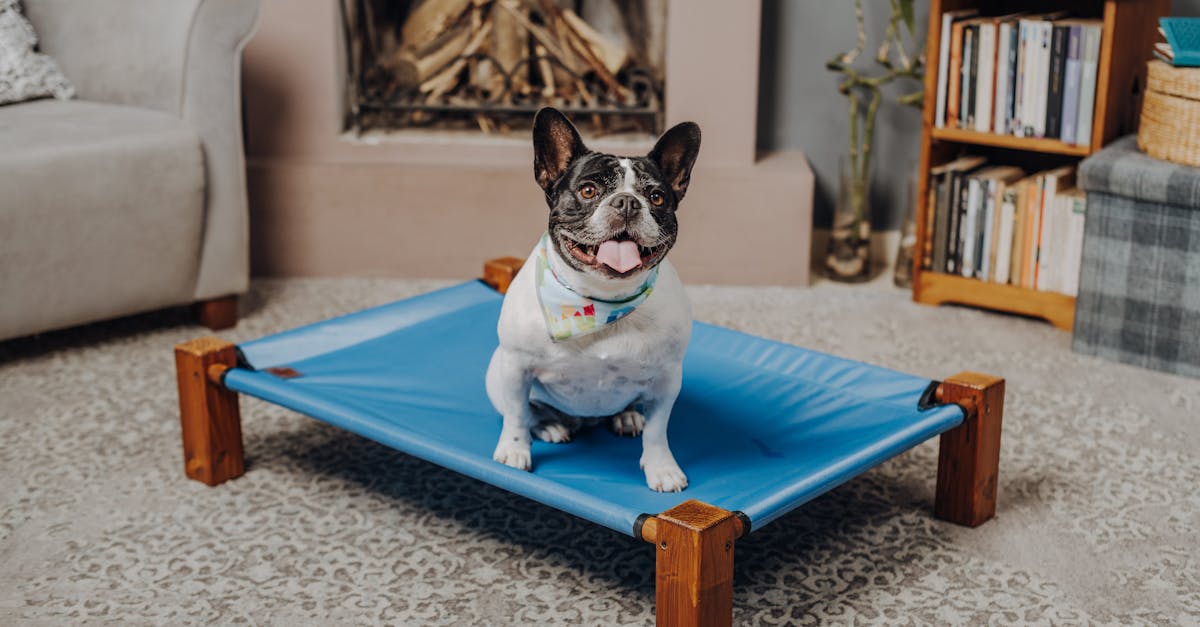 Elevated Dog Beds: Boost Your Pup’s Comfort and Health