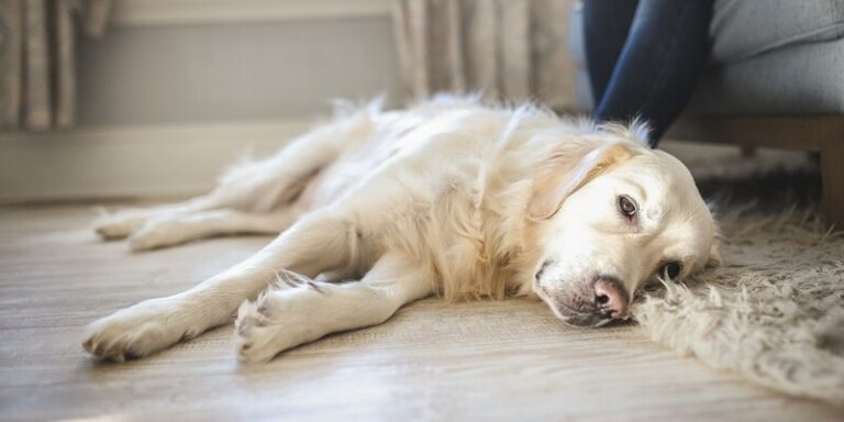 10 Warning Signs Your Dog is Dying