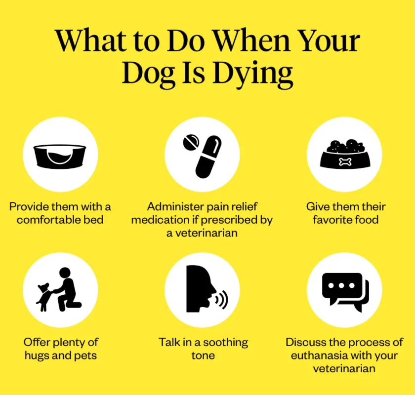 10 Warning Signs Your Dog is Dying