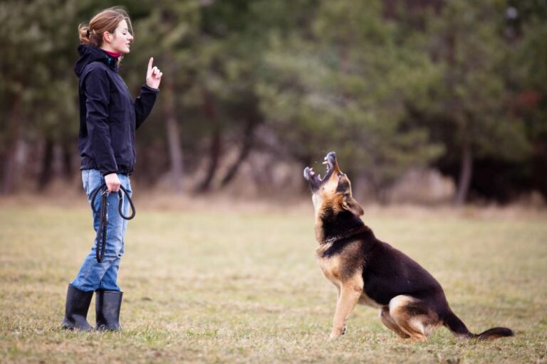 Aggressive Dog Training