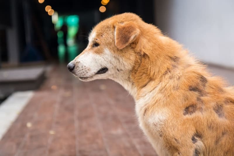 Bald Spots on Dogs