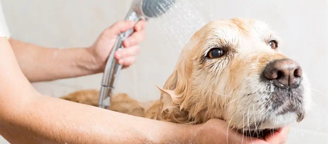 Bathe Your Own Dog