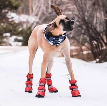 Best Dog Boots for Winter