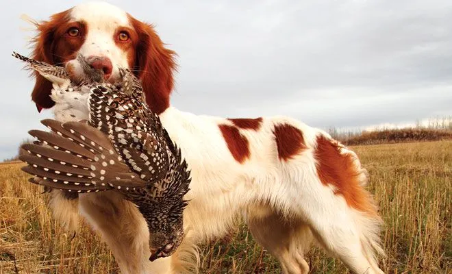 Bird dogs Breeds