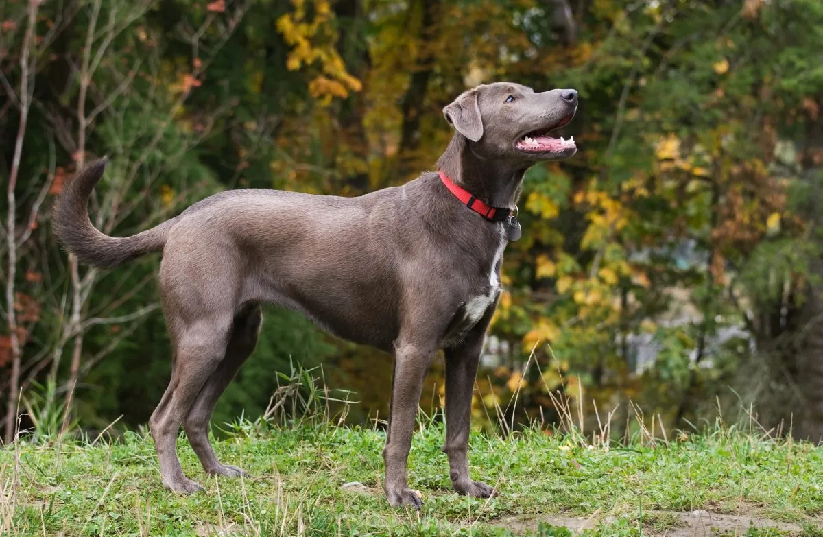 Blue Lacy