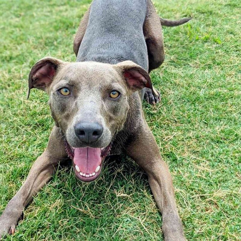 Blue Lacy