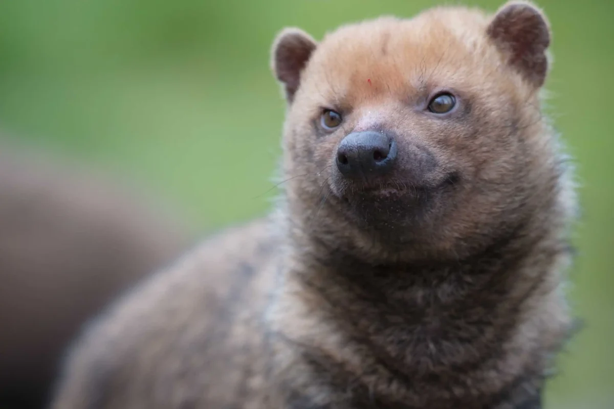 Bush Dog 2