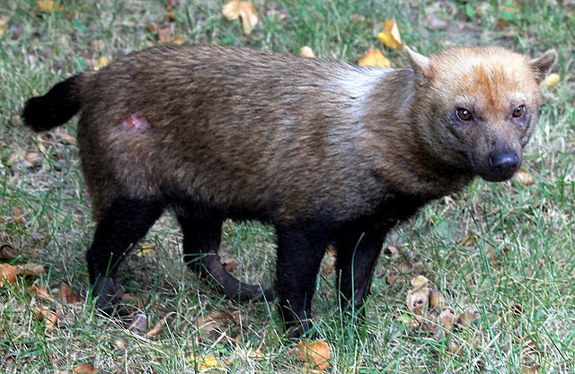 Bush Dog