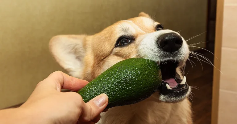 Can Dogs Eat Avocado